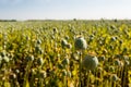 Poppy seed pods in a field from close Royalty Free Stock Photo