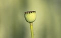 Poppy seed pods in field Royalty Free Stock Photo