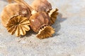 Poppy seed pods on a grey background Royalty Free Stock Photo