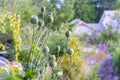 Poppy seed pods growing on stems, in a bunch. Closeup photo of flowering seed heads in a cottage garden, with depth of field. Royalty Free Stock Photo