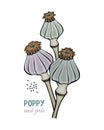 Poppy seed pods hand drawn doodle, isolated, white background.