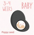 Poppy seed. pregnancy development, size of embryo for 3-4 weeks. compare with fruits