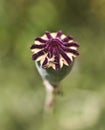 Poppy seedcase with spider green background Royalty Free Stock Photo