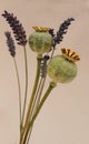 Poppy seedheads and lavendar Royalty Free Stock Photo