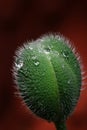 Poppy seedpod