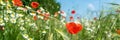 Poppy seed field panorama Royalty Free Stock Photo