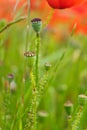 Poppy seeds inside its shell. Beautiful natural containers