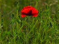 Poppy. Shallow dof.