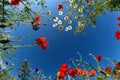 Poppy sky Royalty Free Stock Photo