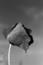 A poppy, a sky, everything in black and white Royalty Free Stock Photo