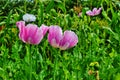 Poppy somnolent during blossoming Royalty Free Stock Photo