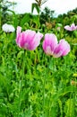 Poppy somnolent during blossoming Royalty Free Stock Photo