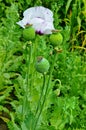 Poppy somnolent during blossoming Royalty Free Stock Photo