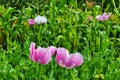 Poppy somnolent during blossoming Royalty Free Stock Photo