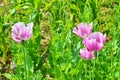 Poppy somnolent during blossoming Royalty Free Stock Photo
