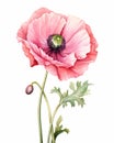 Poppy: A Staggering Beauty Royalty Free Stock Photo