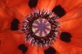 Poppy with stigma, seed pod