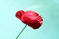 Poppy style Royalty Free Stock Photo