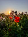 Poppy sunset field