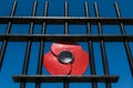 Poppy on a war memorial