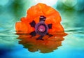 Poppy in water Royalty Free Stock Photo