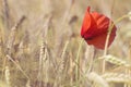 Poppy and whea Royalty Free Stock Photo
