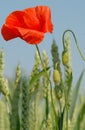 Poppy and Wheat Ears