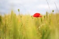 Poppy in the wheat field Royalty Free Stock Photo