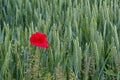 Poppy in Wheat Field Left Royalty Free Stock Photo