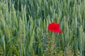 Poppy in Wheat Field Right Royalty Free Stock Photo