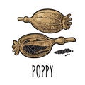 Poppy heads and seeds. Vector color vintage engraved