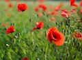 Poppy wild flowers red poppies red green nature environment poppy fields. Generated AI