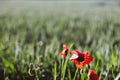 Poppy Wheat Fields