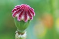 Poppy withered, Papaver rhoeas L. Royalty Free Stock Photo