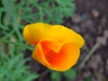 Poppy yellow garden flowers. California Poppy. Orange yellow flower closeup on blurred background. Royalty Free Stock Photo