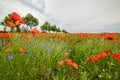 Poppyfield with cornflowers