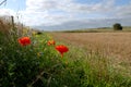 Poppyfield Royalty Free Stock Photo