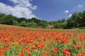 Poppyfield's