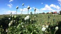 Poppyfield in summer breeze