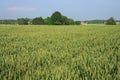 Poppyfield of wheat Royalty Free Stock Photo