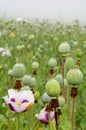 Poppyhead green field Royalty Free Stock Photo