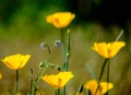 Poppys behind blue bloom