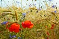 Poppys and cornflowers in the grain field, Northern Germany