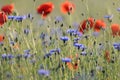 Poppys dancing Royalty Free Stock Photo