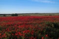 Poppys field red sprng sky sun