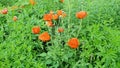 Poppys at full bloom Royalty Free Stock Photo