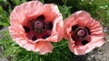 Poppys somniferum Royalty Free Stock Photo