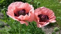 Poppys somniferum Royalty Free Stock Photo