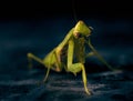 Poprtret cute large green praying mantis on a black background