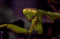 Portrait large green praying mantis on a lilac dark background